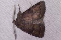 Rusina ferruginea