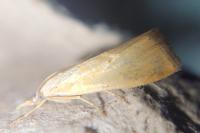 Xanthocrambus saxonellus