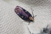Agonopterix liturosa