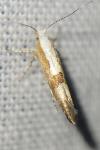 Argyresthia pruniella