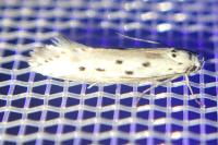 Ethmia terminella