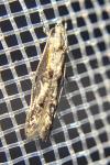 Blastodacna atra