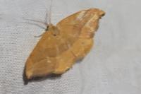 Watsonalla cultraria