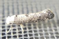 Paraswammerdamia albicapitella