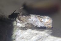Notocelia