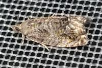 Cydia splendana/fagiglandana