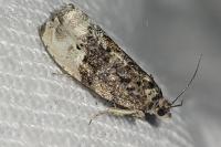 Hedya nubiferana