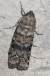 Dioryctria
