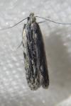 Anarsia innoxiella
