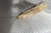 Homoeosoma sinuella