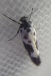 Ethmia quadrillella quadrilella