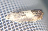Pammene fasciana