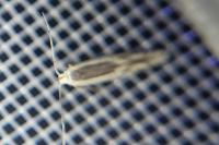 Thiotricha subocellea