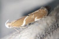 Orophia sordidella