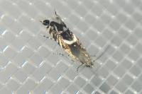 Glyphipterix equitella