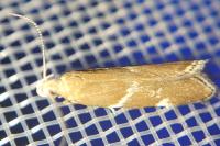 Orophia sordidella
