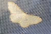 Idaea dilutaria