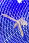 Stenoptilia