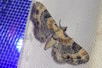 Eupithecia pyreneata