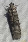 Dioryctria