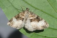 Xanthorhoe biriviata