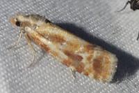 Rhyacionia buoliana
