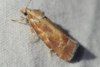 Rhyacionia buoliana