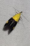 Oecophora bractella