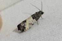Spilonota ocellana