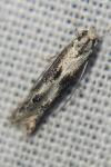 Blastodacna atra