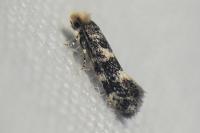 Infurcitinea