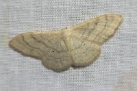 Idaea deversaria