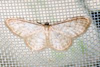 Idaea dilutaria