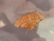 Ennomos erosaria
