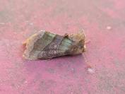 Diachrysia chrysitis