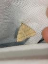 Herminia tarsicrinalis