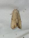 Apamea lithoxylaea