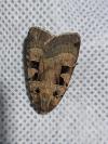 Xestia triangulum