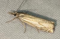 Crambus lathoniellus
