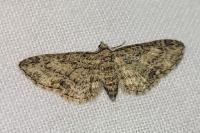 Eupithecia inturbata