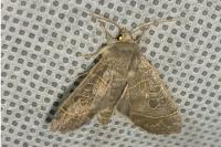 Ipimorpha subtusa