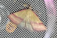 Phytometra viridaria