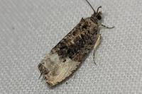 Hedya nubiferana
