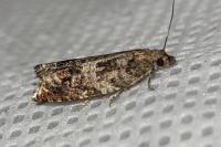 Ancylis achatana