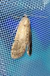 Parapoynx stratiotata