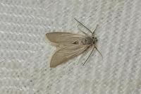 Acentria ephemerella