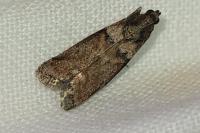 Acrobasis consociella
