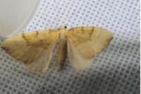 Gandaritis pyraliata