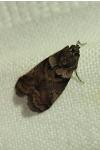 Acrobasis consociella