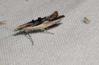 Ypsolopha scabrella
